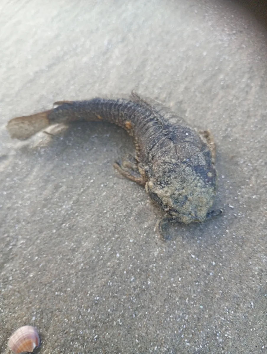 Miniatura: Callichthys (Callichthys spp.)