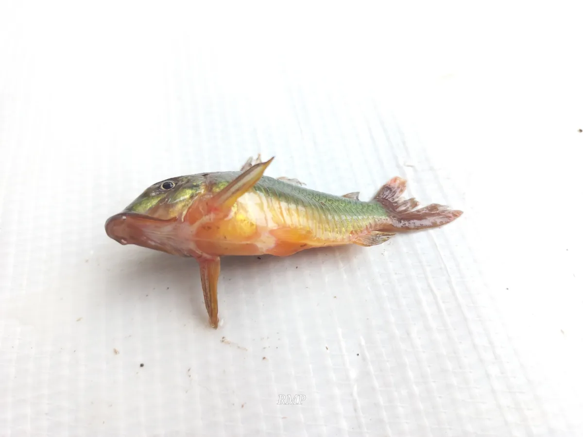 Corydoras (Corydoras spp.)