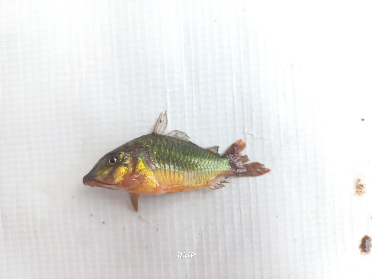 Miniatura: Corydoras (Corydoras spp.)