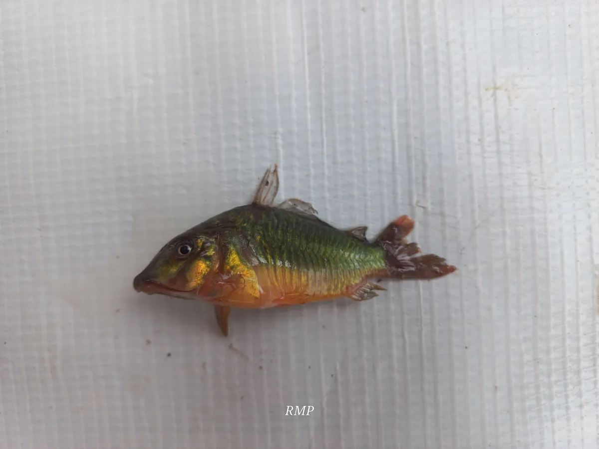 Miniatura: Corydoras (Corydoras spp.)