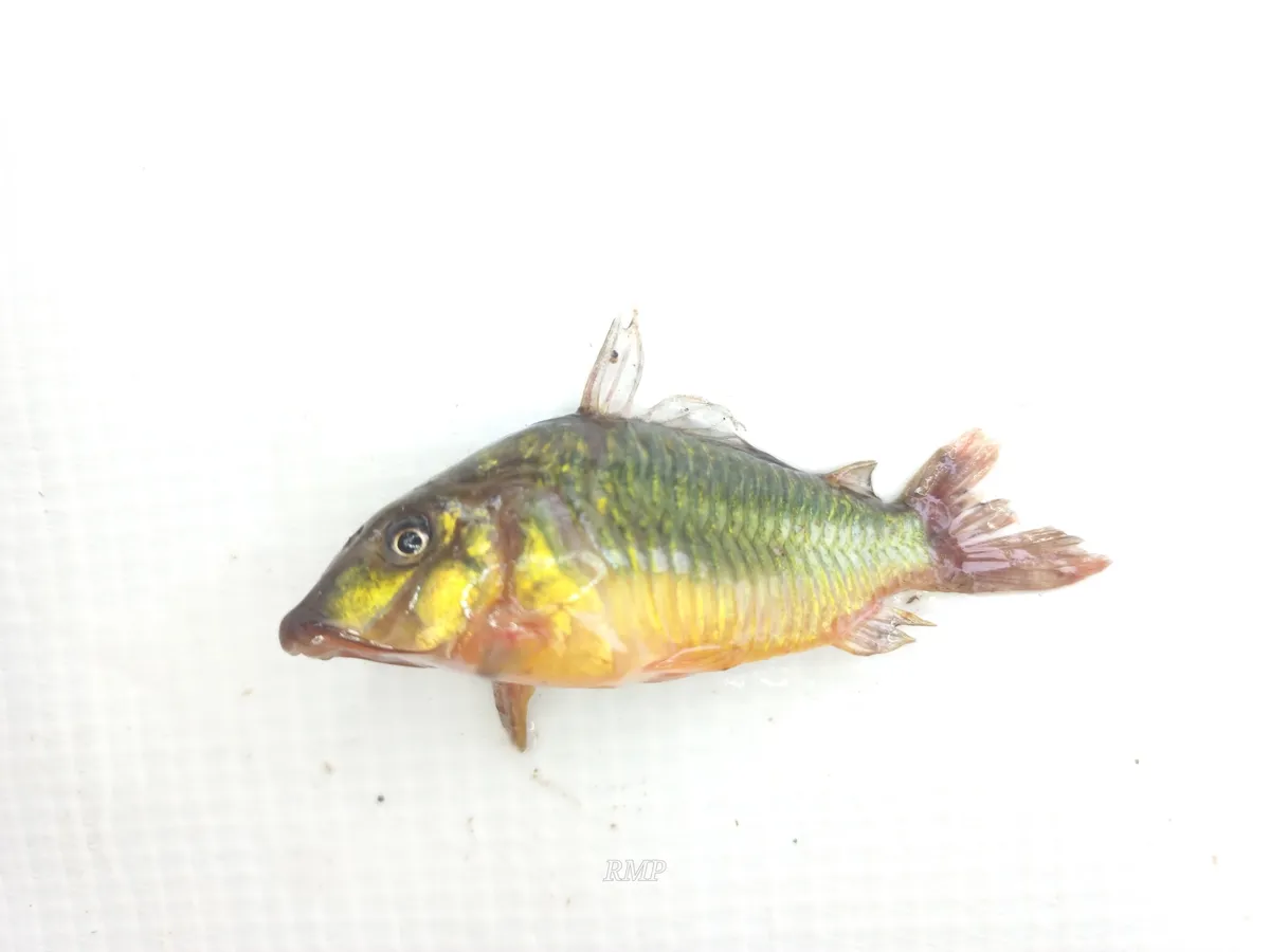 Miniatura: Corydoras (Corydoras spp.)