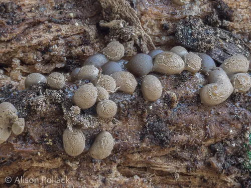 Dianema (Dianema spp.)