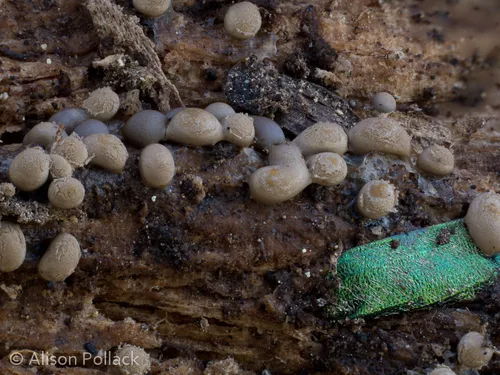 Miniatura: Dianema (Dianema spp.)