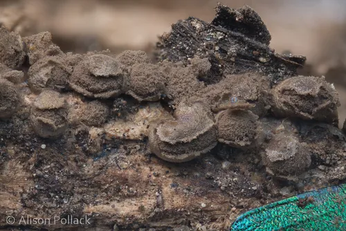 Miniatura: Dianema (Dianema spp.)