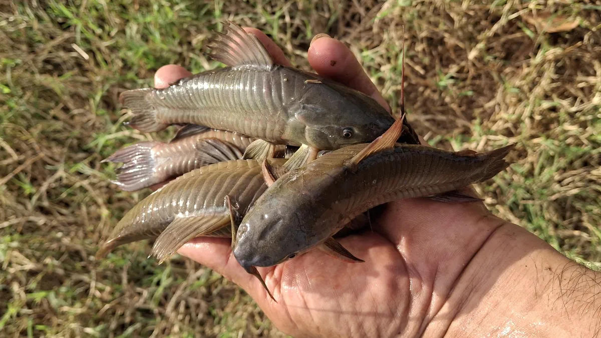 Hoplosternum (Hoplosternum spp.)