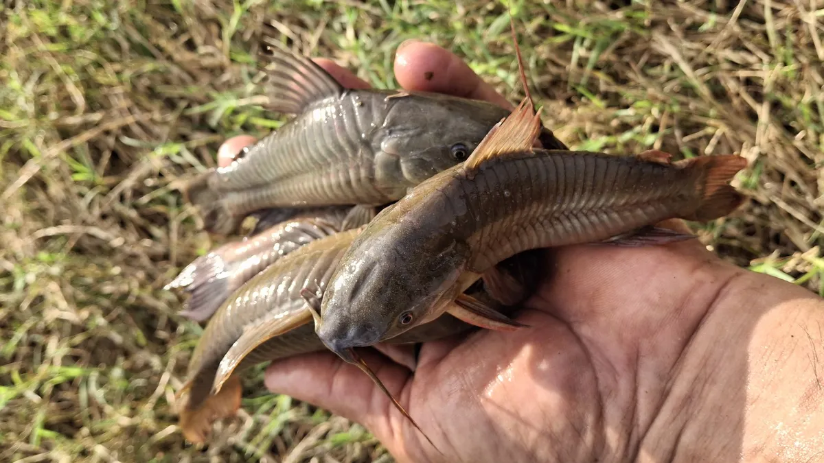 Miniatura: Hoplosternum (Hoplosternum spp.)