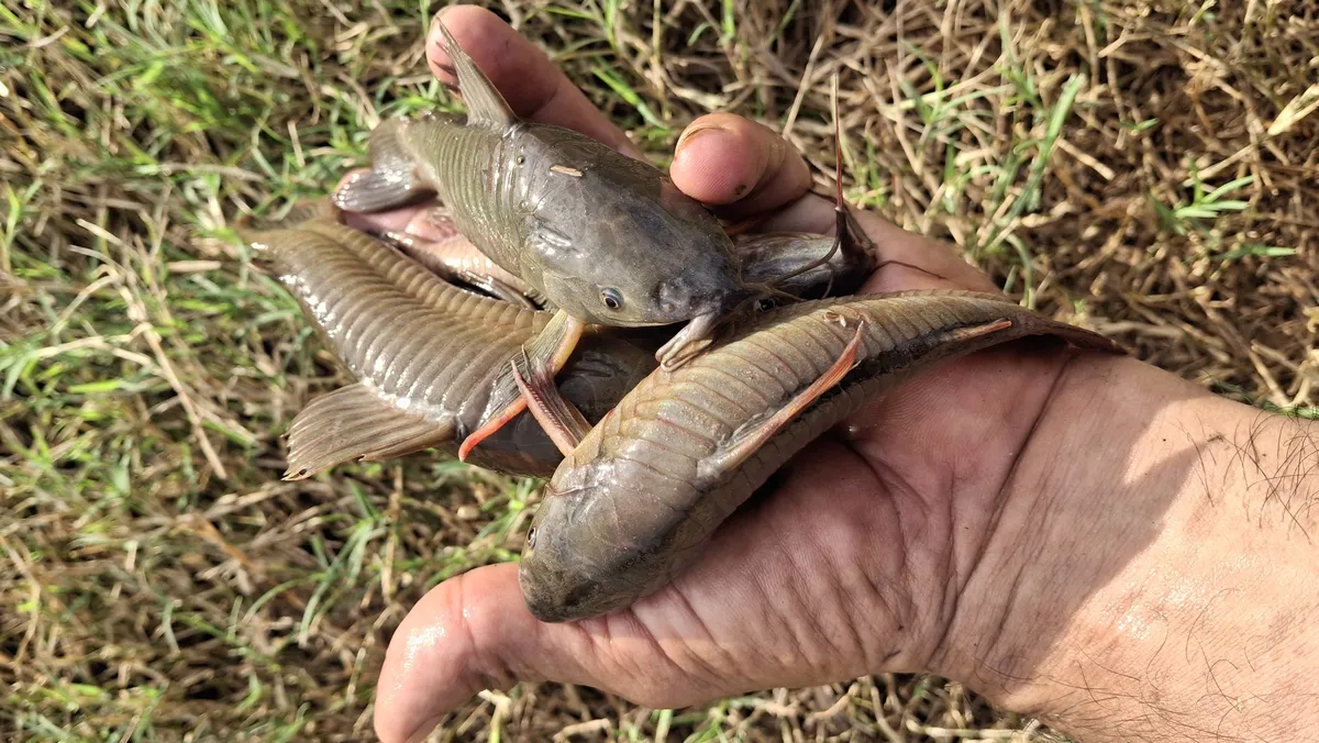 Miniatura: Hoplosternum (Hoplosternum spp.)