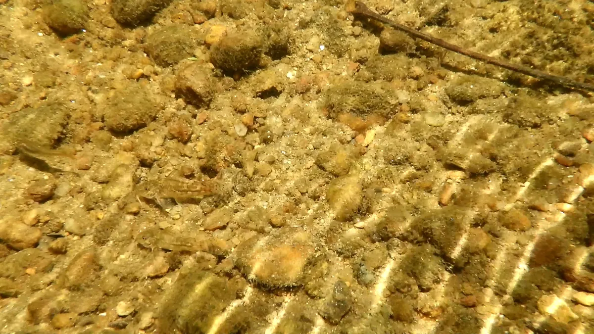 Scleromystax (Scleromystax spp.)