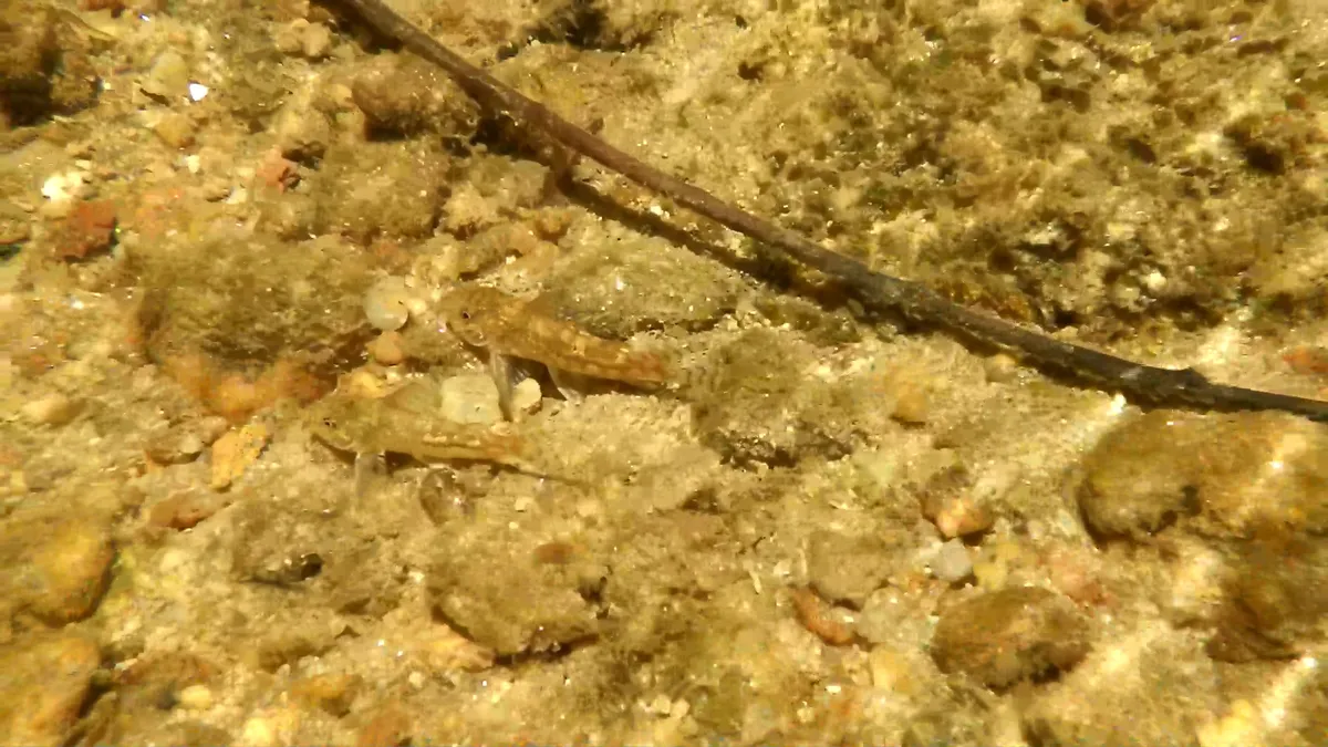Miniatura: Scleromystax (Scleromystax spp.)