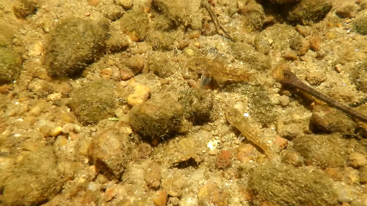 Miniatura: Scleromystax (Scleromystax spp.)