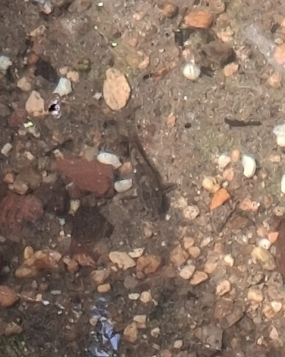 Miniatura: Scleromystax (Scleromystax spp.)