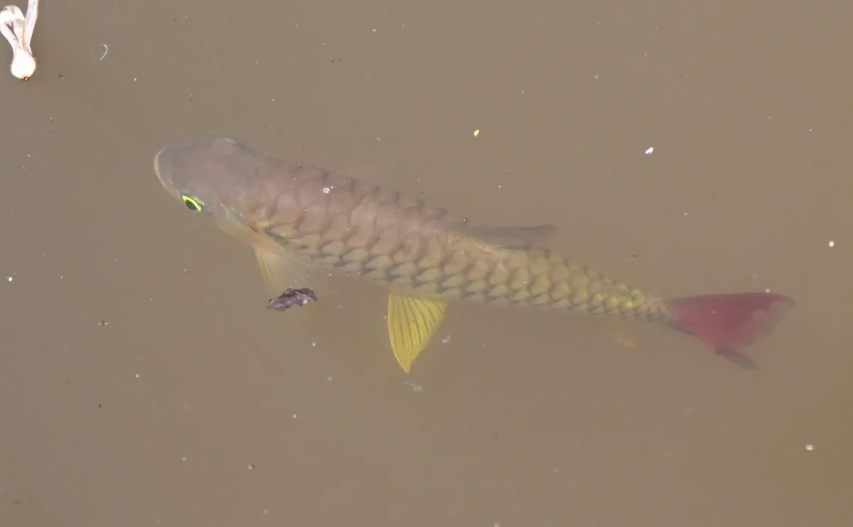 Miniatura: Chalceus (Chalceus spp.)