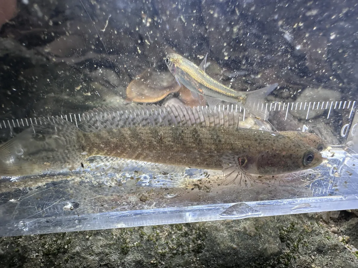 Miniatura: Channa (Channa spp.)