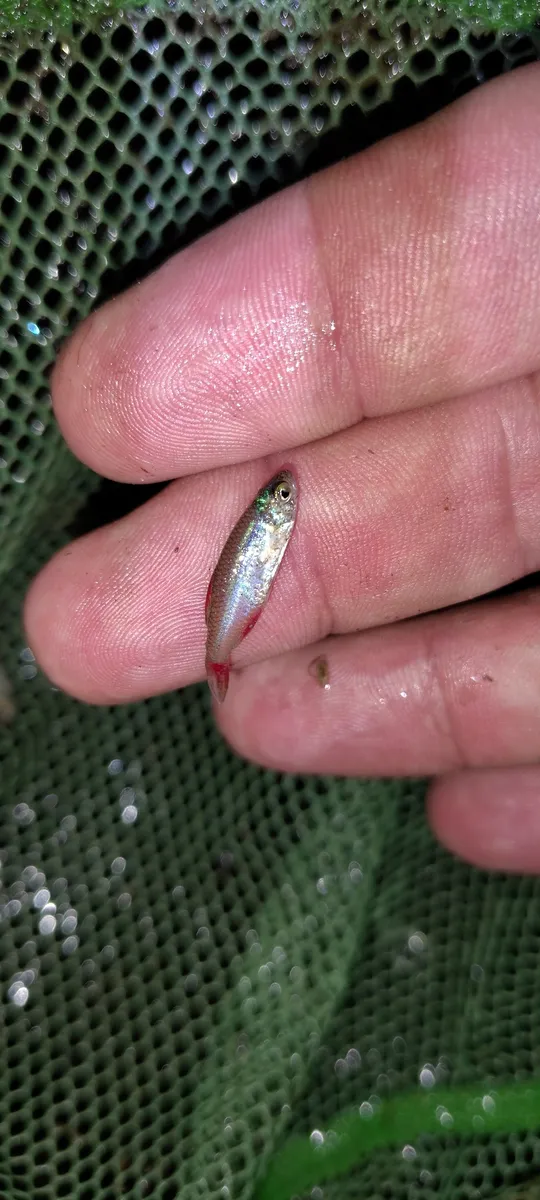 Characidi (Tetra)