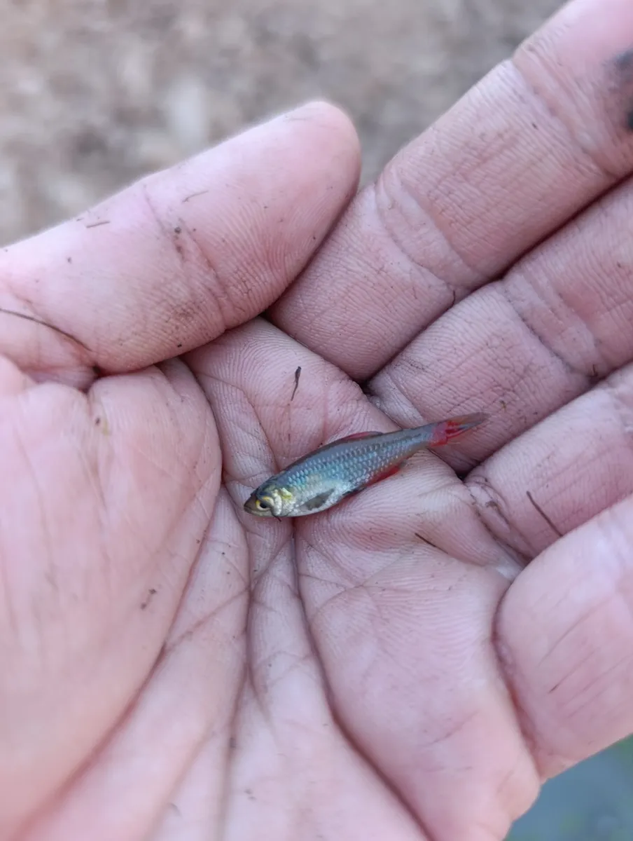 Miniatura: Aphyocharax (Aphyocharax spp.)