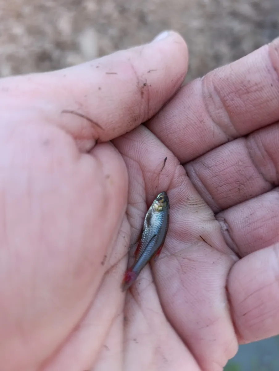 Miniatura: Aphyocharax (Aphyocharax spp.)