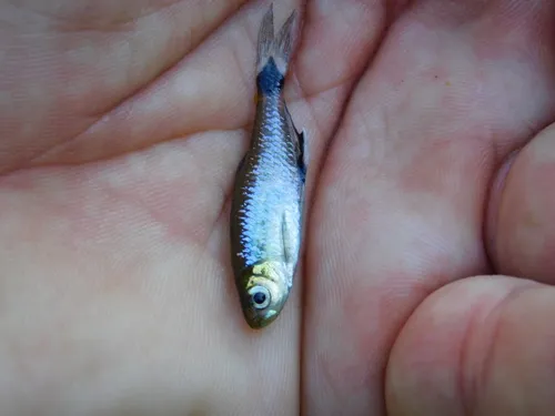 Miniatura: Aphyocharax (Aphyocharax spp.)