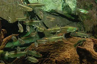 Arnoldichthys (Arnoldichthys spp.)
