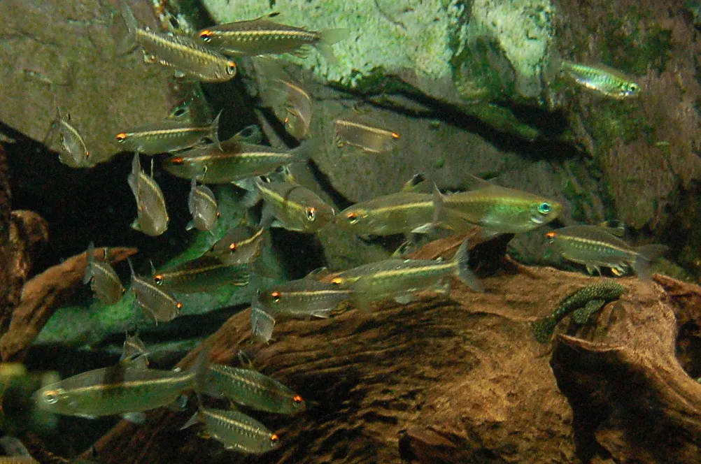 Miniatura: Arnoldichthys (Arnoldichthys spp.)