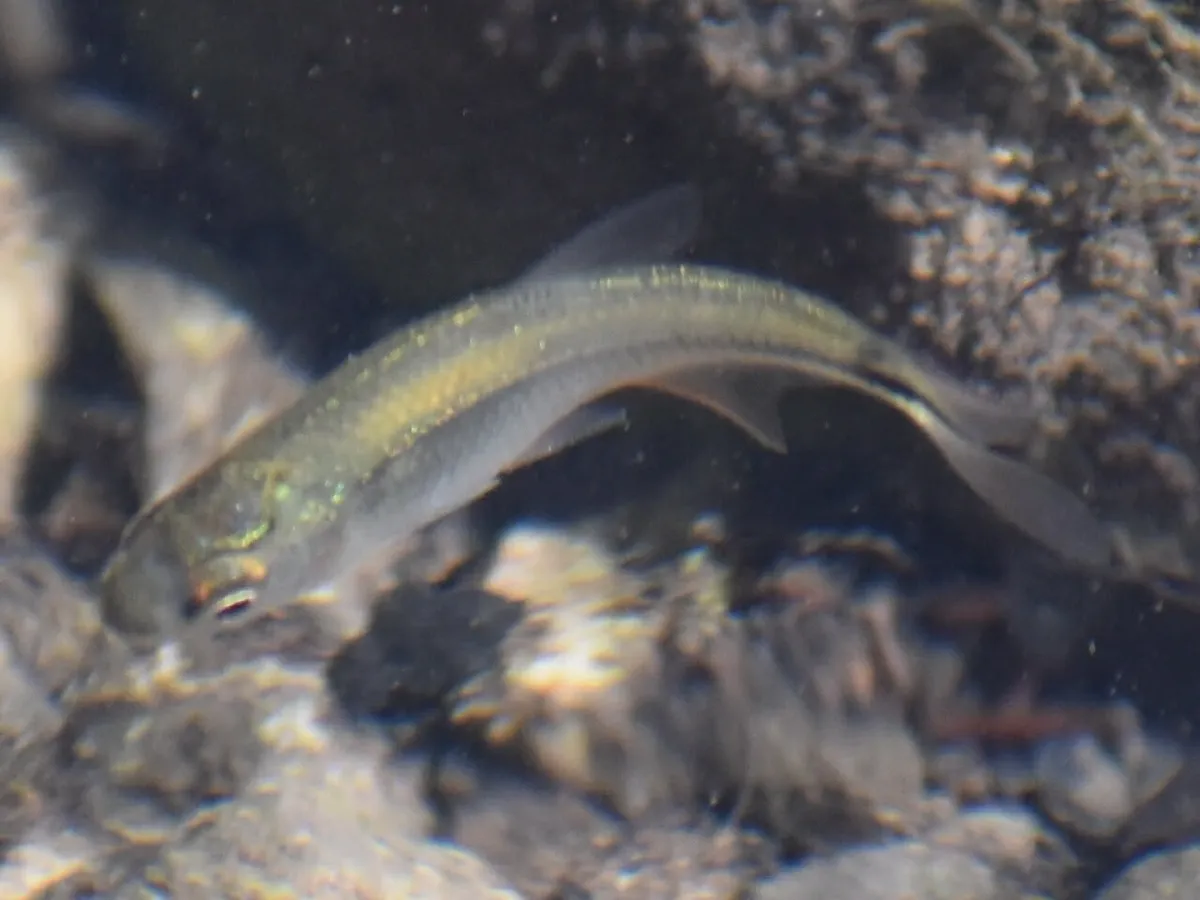 Astyanax (Astyanax spp.)