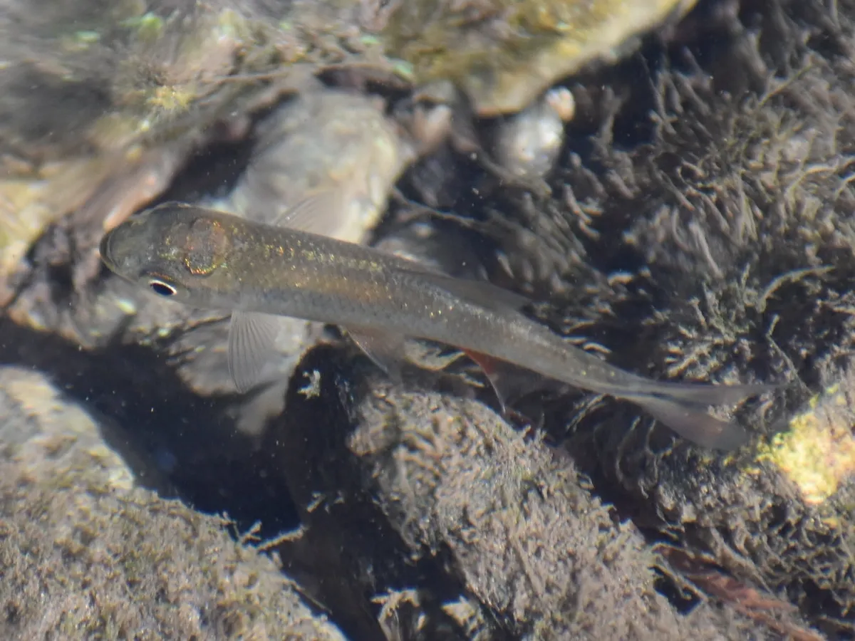 Miniatura: Astyanax (Astyanax spp.)