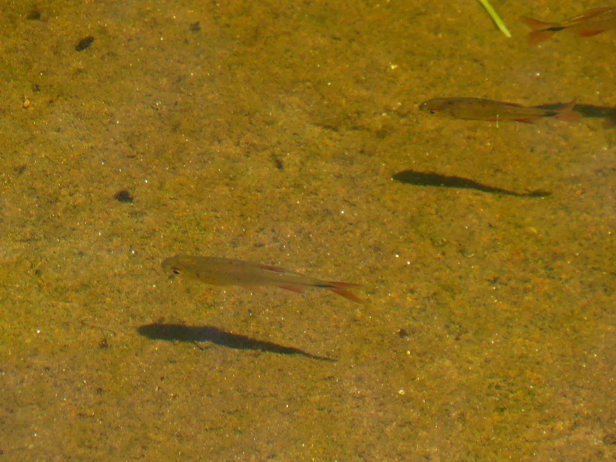 Miniatura: Astyanax (Astyanax spp.)
