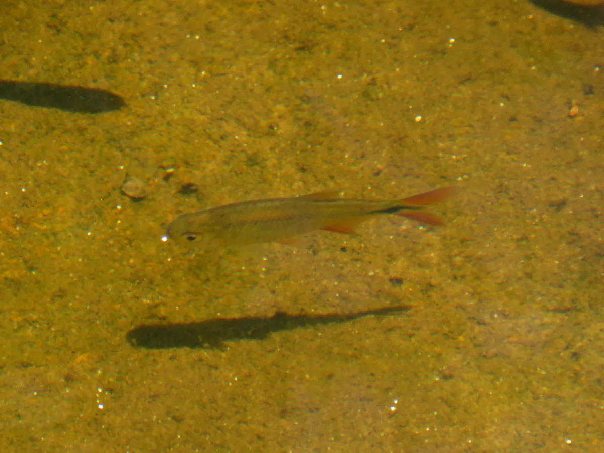 Miniatura: Astyanax (Astyanax spp.)