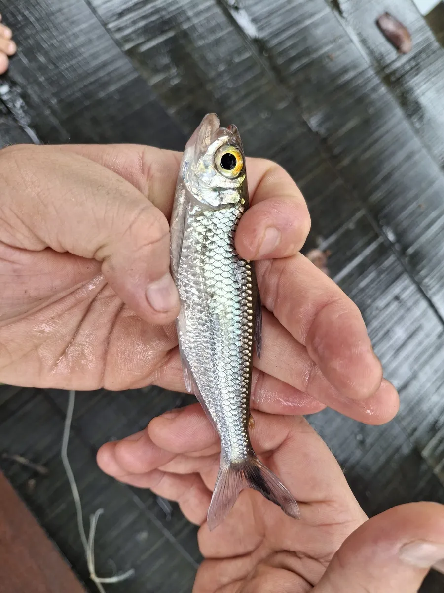 Bryconops (Bryconops spp.)