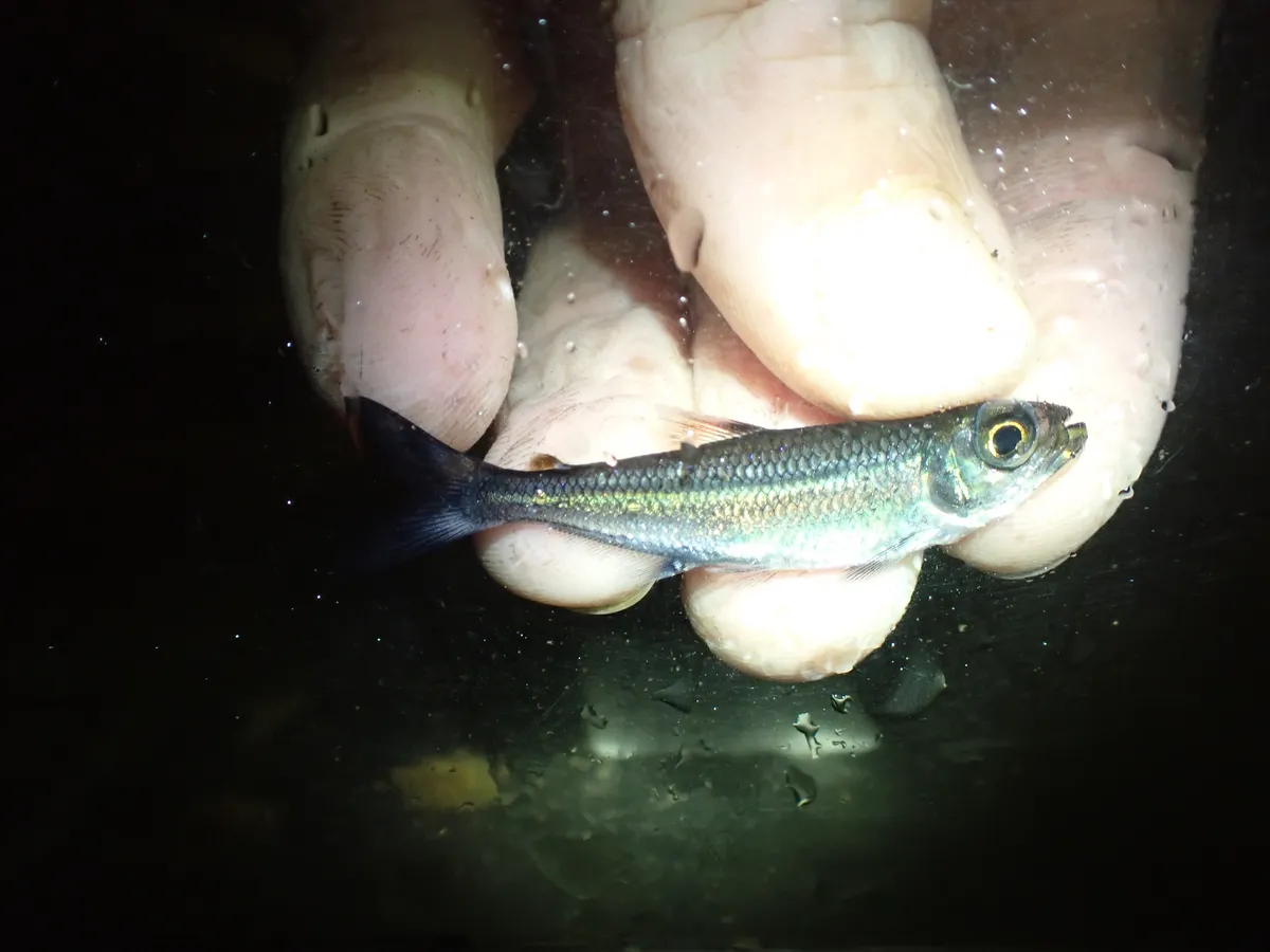 Miniatura: Bryconops (Bryconops spp.)