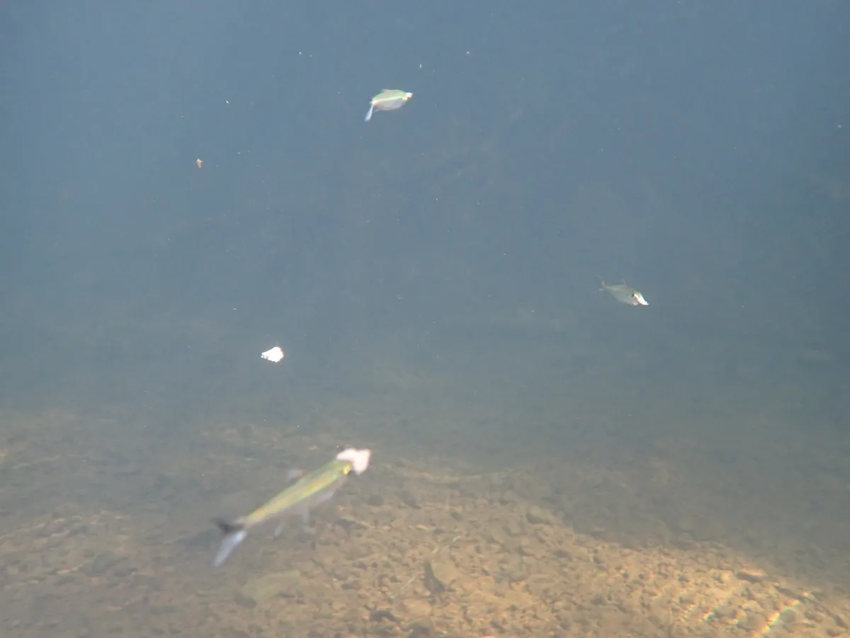 Miniatura: Bryconops (Bryconops spp.)