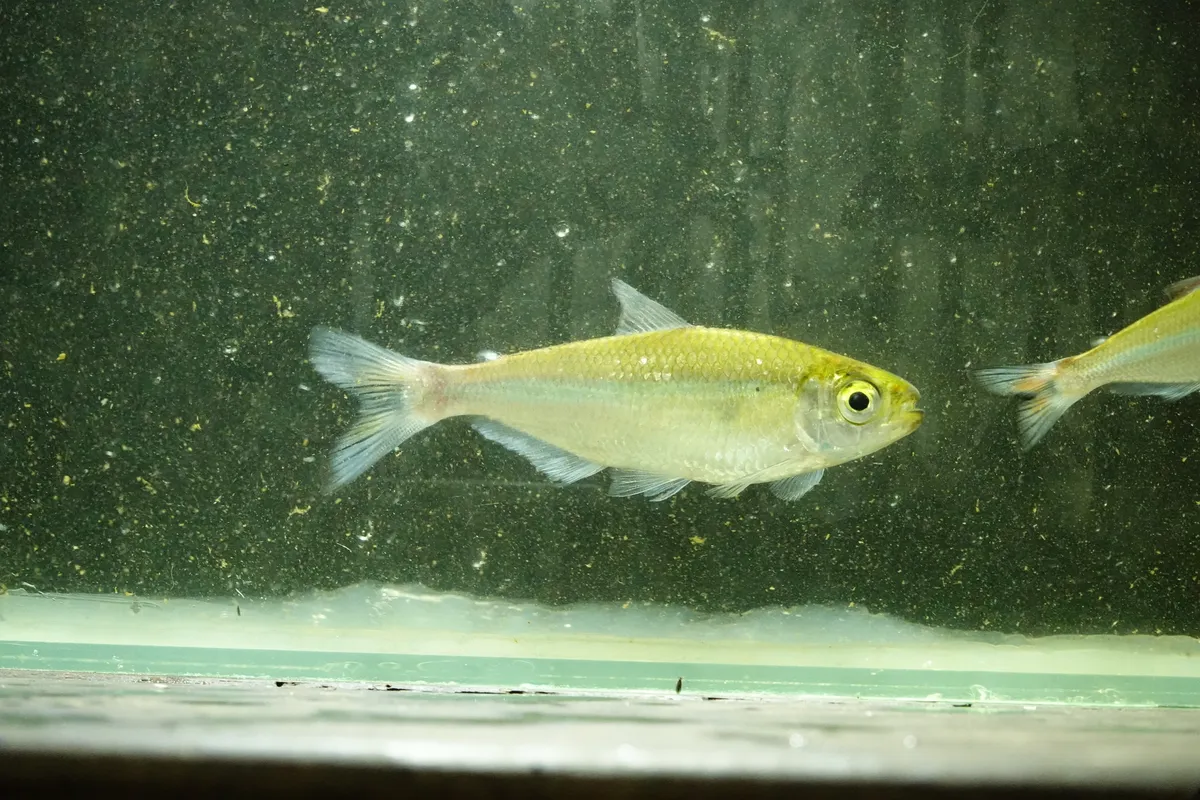 Miniatura: Bryconops (Bryconops spp.)