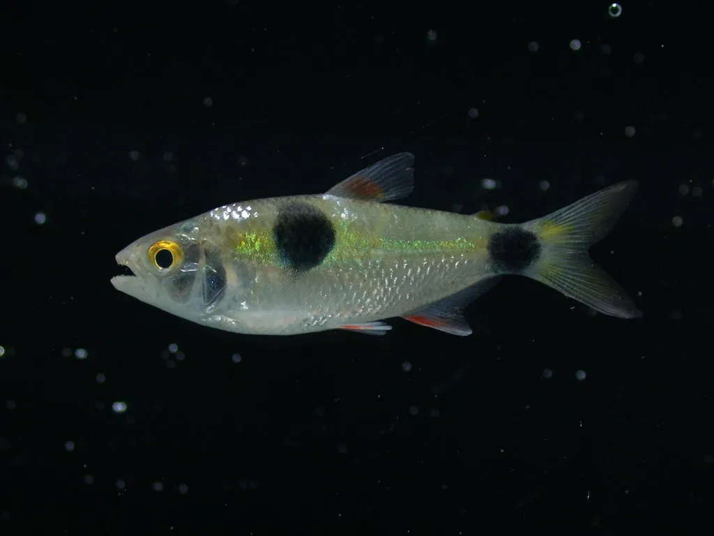 Exodon (Exodon spp.)