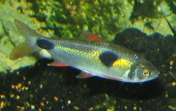 Miniatura: Exodon (Exodon spp.)