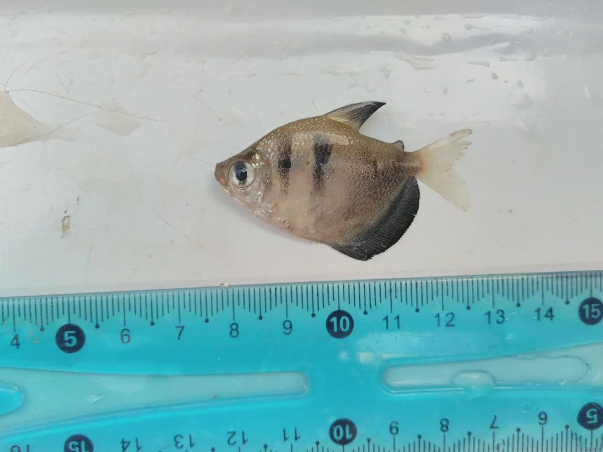 Gymnocorymbus (Gymnocorymbus spp.)