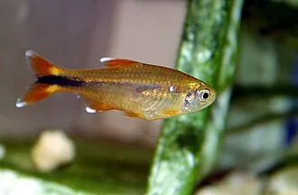 Miniatura: Hasemania (Hasemania spp.)