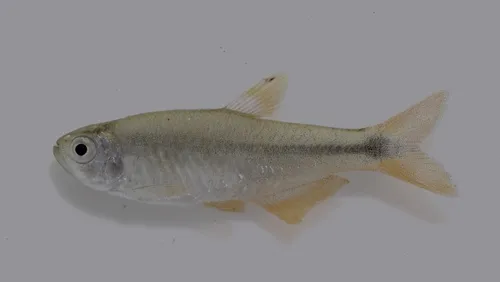 Miniatura: Hasemania (Hasemania spp.)