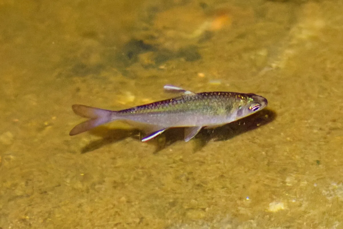 Hemigrammus (Hemigrammus spp.)