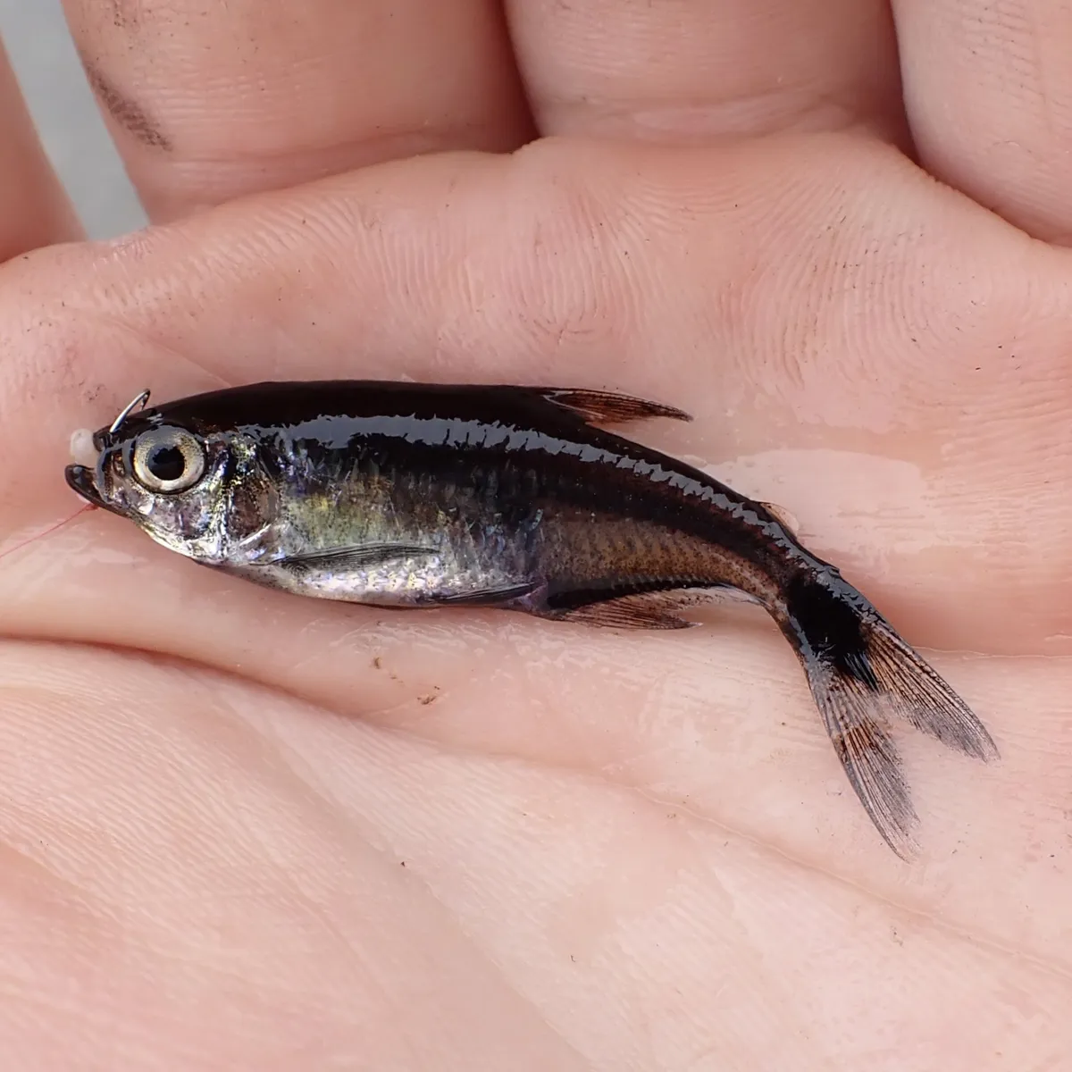 Miniatura: Hemigrammus (Hemigrammus spp.)