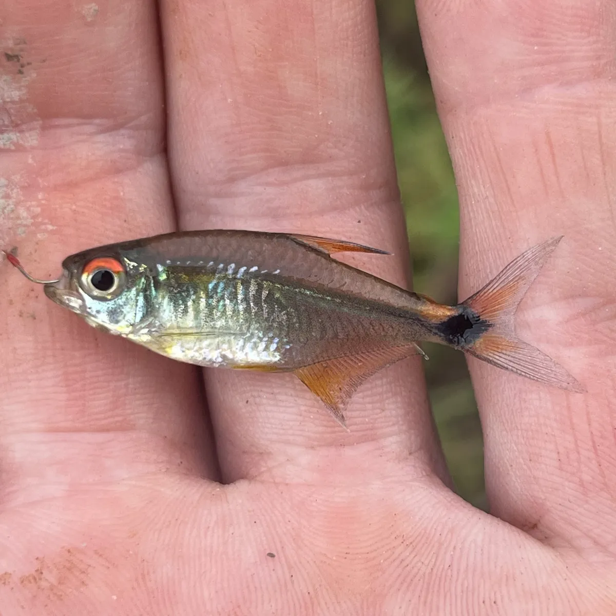 Miniatura: Hemigrammus (Hemigrammus spp.)