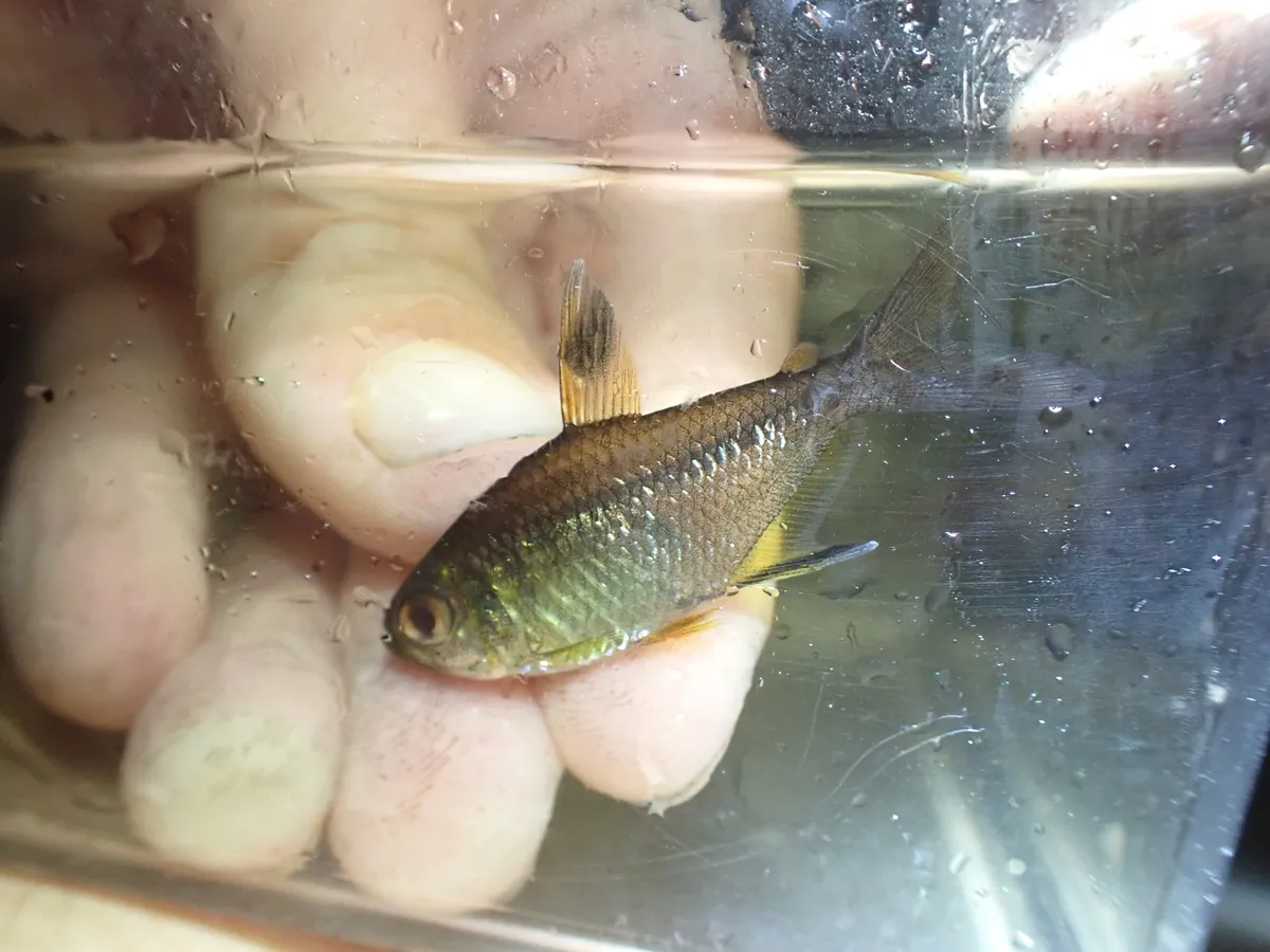 Miniatura: Hemigrammus (Hemigrammus spp.)