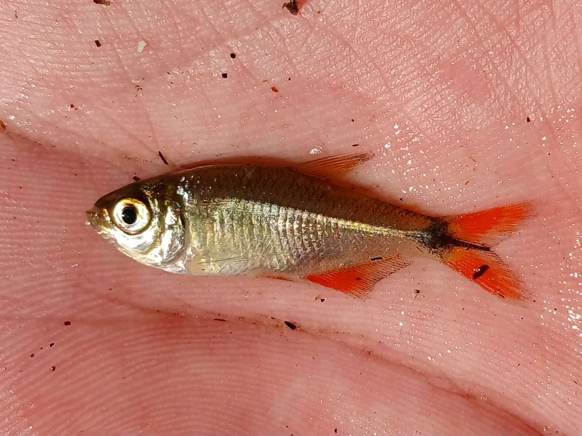 Hyphessobrycon (Hyphessobrycon spp.)