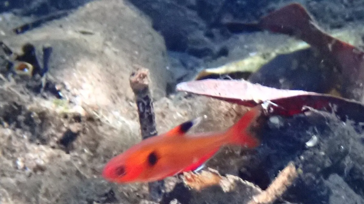 Miniatura: Hyphessobrycon (Hyphessobrycon spp.)