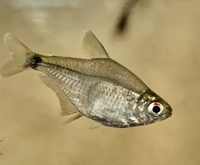 Miniatura: Hyphessobrycon (Hyphessobrycon spp.)