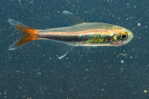 Miniatura: Hyphessobrycon (Hyphessobrycon spp.)