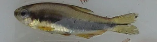 Inpaichthys (Inpaichthys spp.)