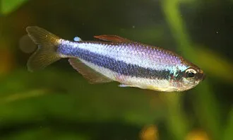 Miniatura: Inpaichthys (Inpaichthys spp.)