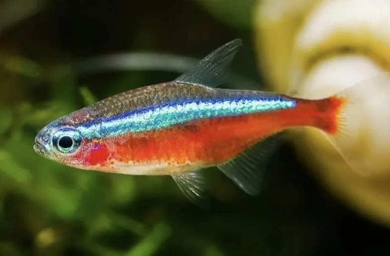 Paracheirodon (Paracheirodon spp.)
