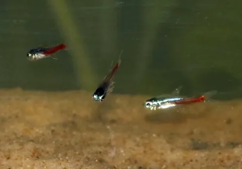 Miniatura: Paracheirodon (Paracheirodon spp.)