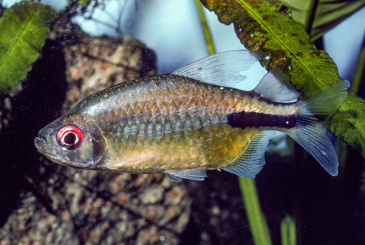 Phenacogrammus (Phenacogrammus spp.)