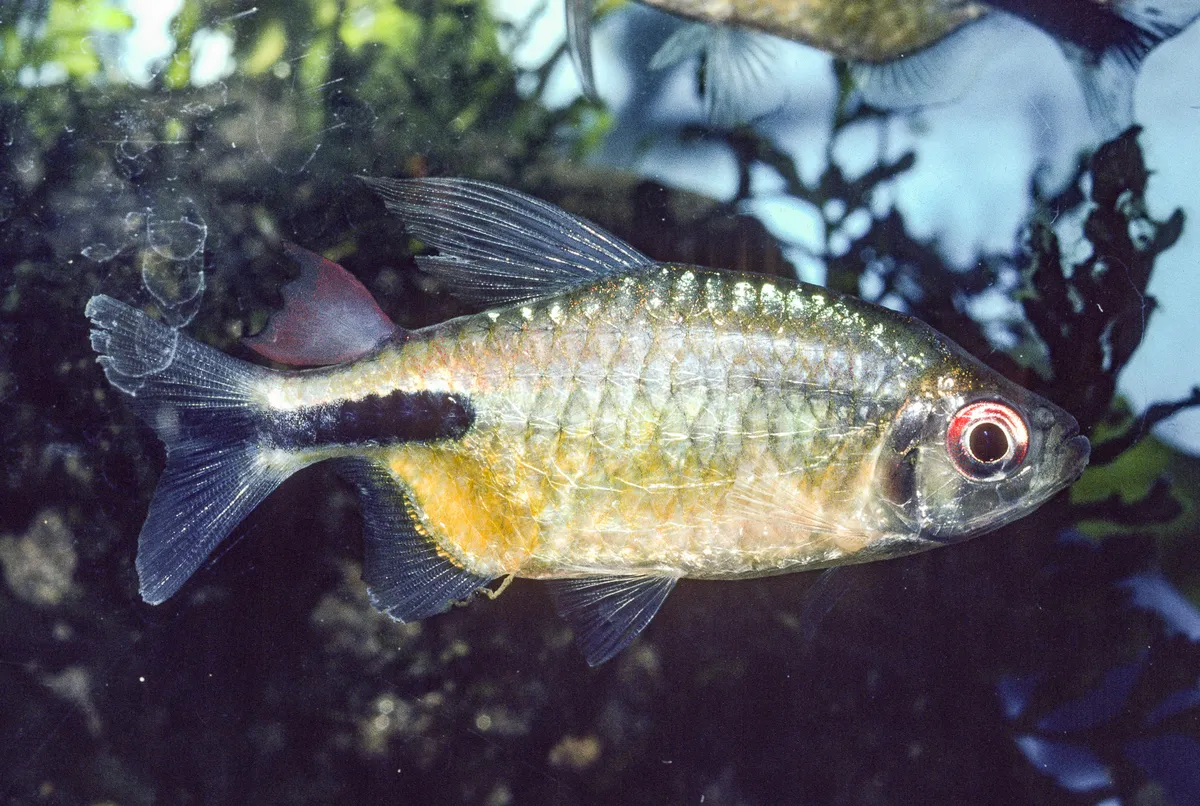 Miniatura: Phenacogrammus (Phenacogrammus spp.)